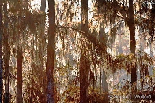 Spanish Moss_26268.jpg - Photographed in the Cypress Island Preserve at Lake Martin near Breaux Bridge, Louisiana, USA.